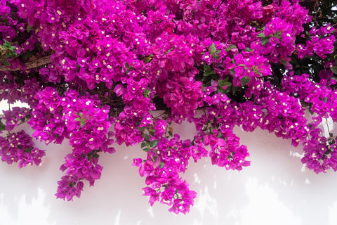 Bougainvillea Flowers