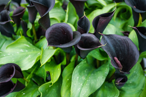 Deep Purple Calla Lilies