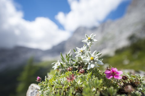 Edelweiss Flowers