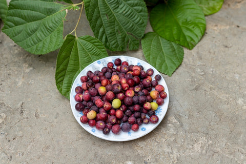 Phalsa Fruits in a Bowl