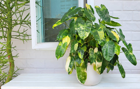 Know and Grow These 15 Types of Philodendron Plants