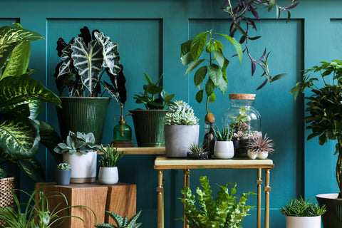 Plant Decor