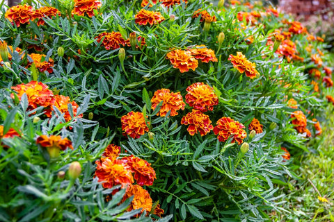 Marigolds in outdoor garden