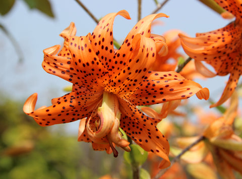 Tiger Lily Bloom