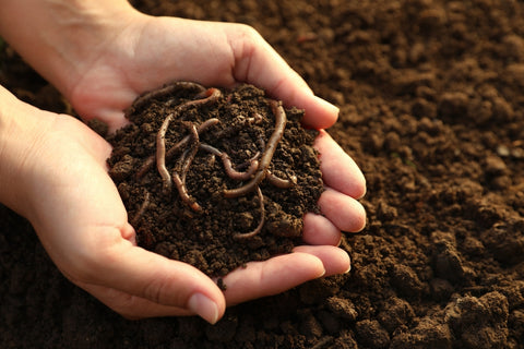 Making Use of Earthworms for rainy season plant care