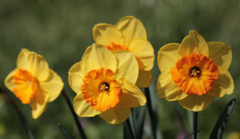 Daffodils as Summer Plants and Flowers