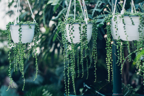 3 string of pearls plants hanging side by side