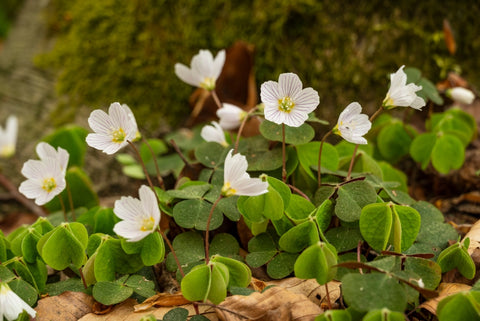 White Wood Sorrels