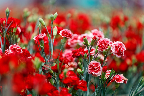Carnation Flowers