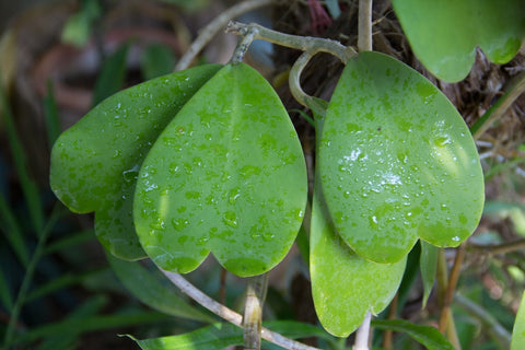 Watering the Hoya Plant