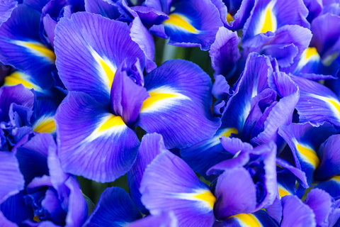 Iris Flowers