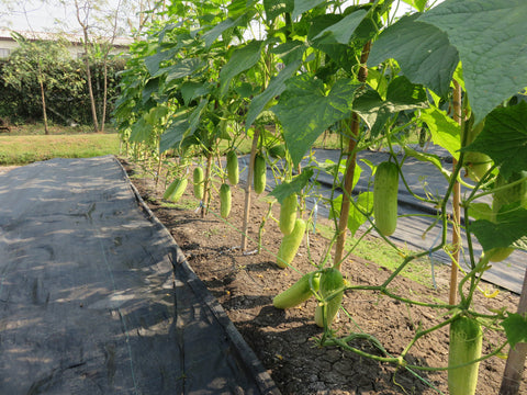 Cucumbers Growing as Climbing Plants