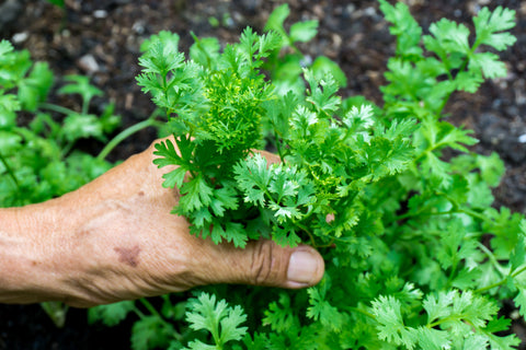 Monitoring Coriander Plants