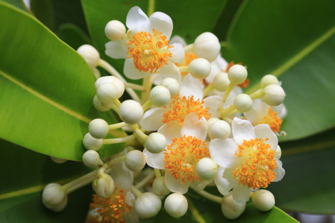 Sultan Champa Flower