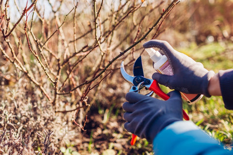 Disinfecting Pruning Tools