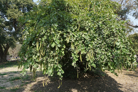 Bauhinia malabarica as an Indian wild monsoon vegetable