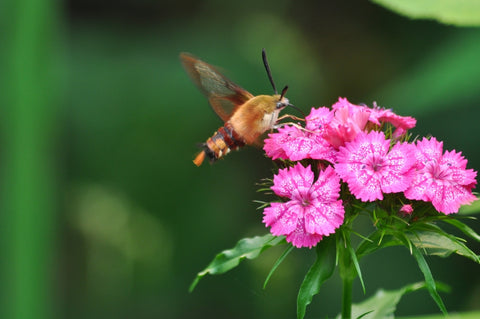 Humming Bird Moth on a Sweet William Flower