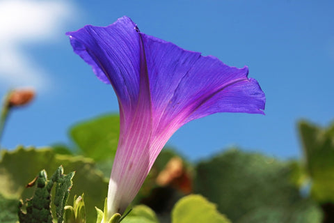 Purple Morning Glory Flower