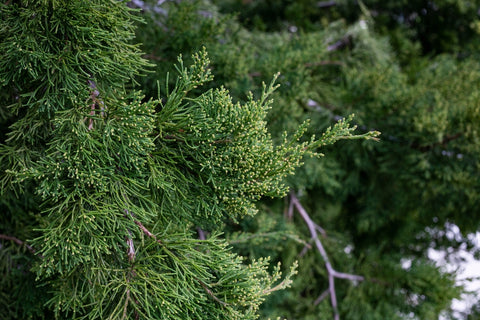 Red Cedar Tree