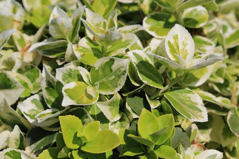 Variegated Foliage of Japanese Spindle Tree