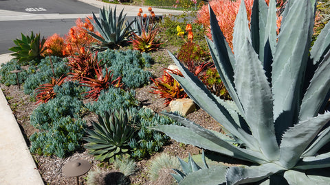 Color Contrast Flower Xeriscape Gardens