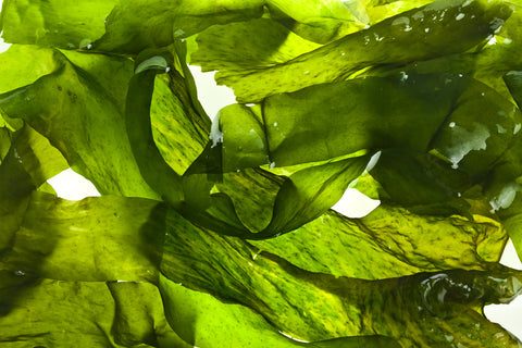 Seaweed in Water
