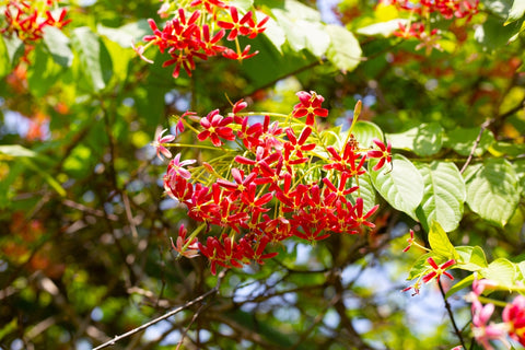 Rangoon Creeper Flowers