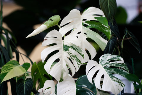 Monstera Variegated with White Leaves