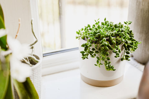 String of pearls succulent plant in a white ceramic pot by the window