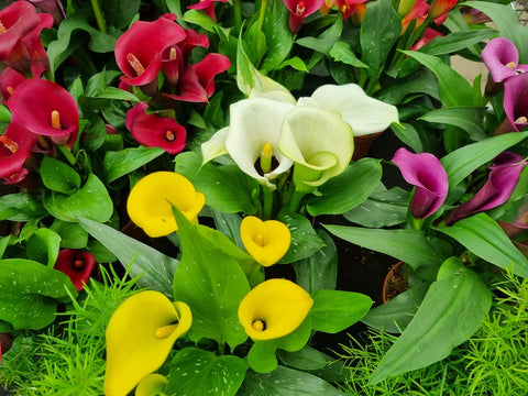 Calla Lily Varieties