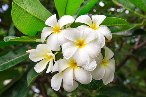 Champa Fragrant Flowers in India