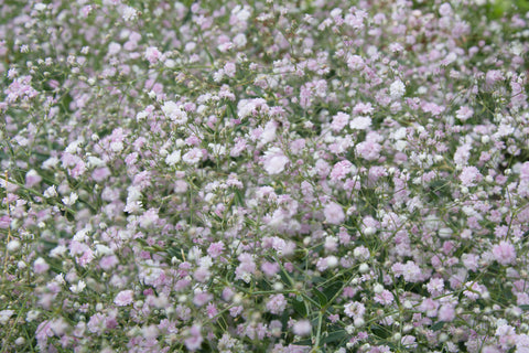 Multi-colored Baby's Breath Flowers