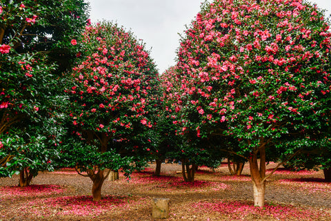 Camellia Trees