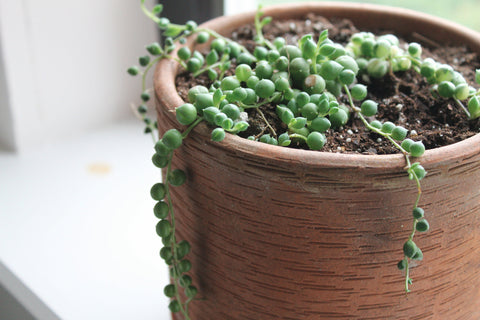 Close up of the foliage of a string of pearls plant