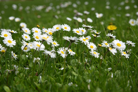 Daisy Flowers in a Field