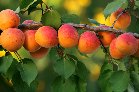 Growing Apricots in Garden