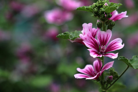 Common Pink Mallow Flowers