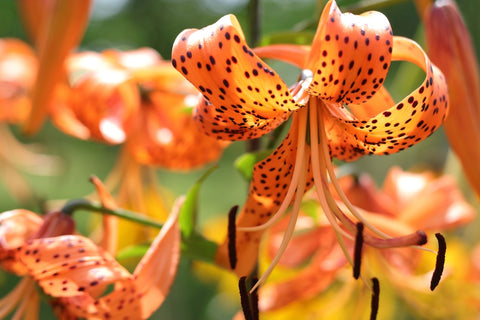 Tiger Lilies