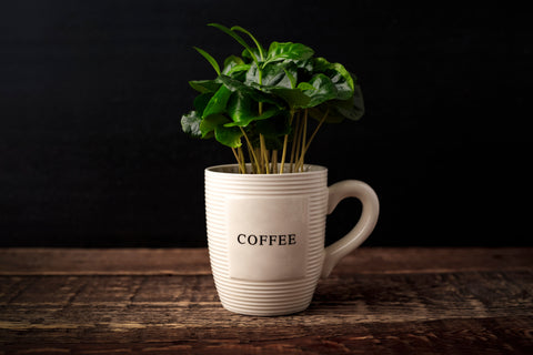 Coffee Plant in a Coffee Mug