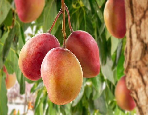 Growing Mango as a Summer Fruit
