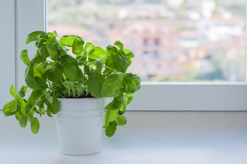 Potted Indoor Basil