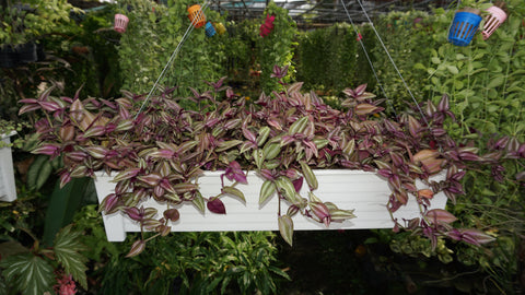 young wandering jew plant