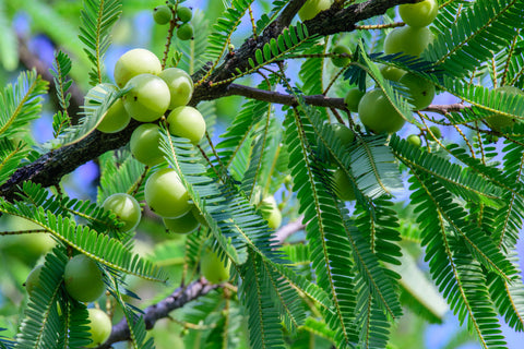 Amla Fruits Growing on a Tree