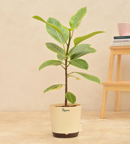 Ugaoo Ficus Benghalensis Variegated