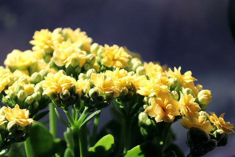 Yellow Kalanchoe Flowers in Sunlight
