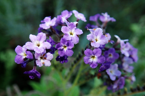 Purple and White Heliotrope Flowers