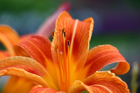 Day Lily Flower Petals
