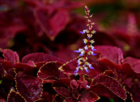 blue-white coleus flower