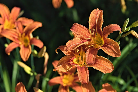 Textured Day Lily Flowers