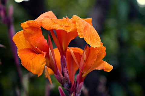 Orange Canna Flowers